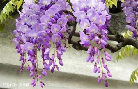 紫藤花 風水